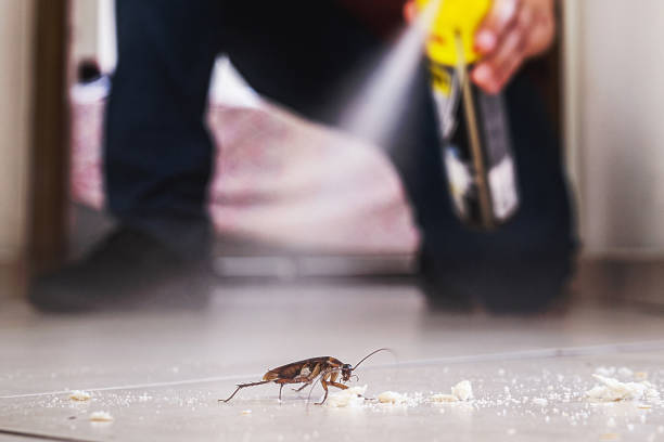 Best Flea Control Services  in Mesquite, NV