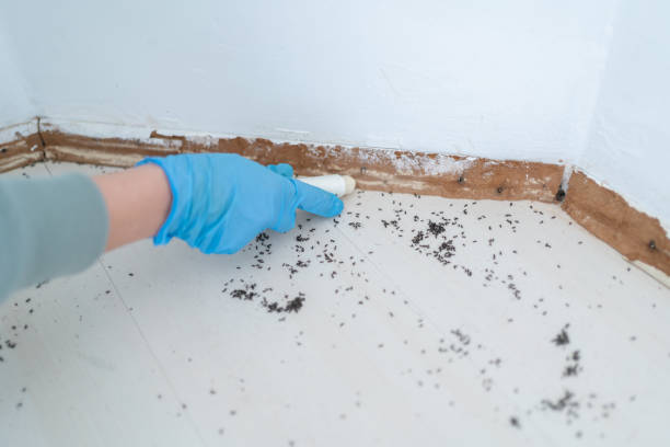 Best Exterminator Services  in Mesquite, NV